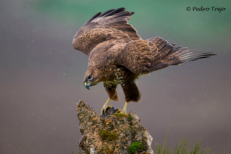 Ratonero común  (Buteo buteo)